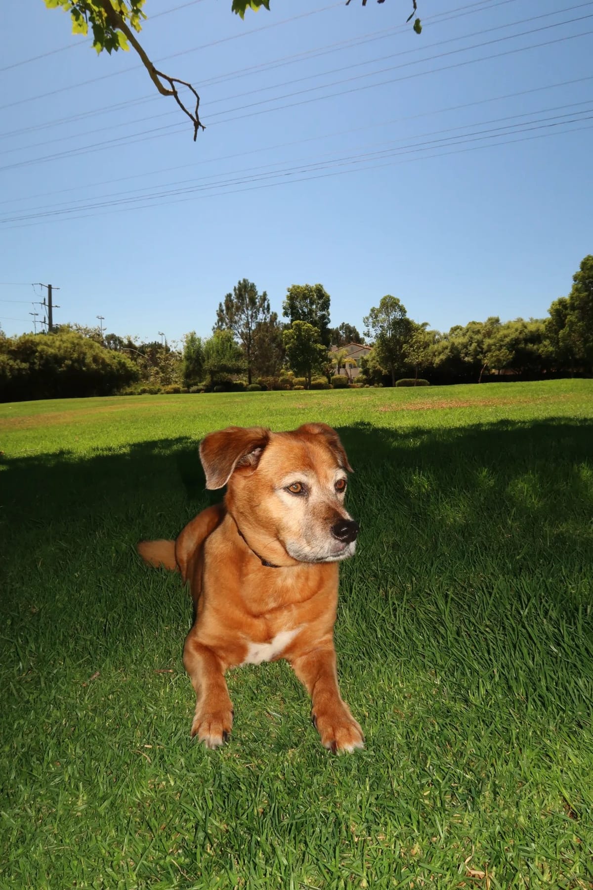 Jerz, a happy senior dog, out in the park